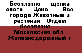 Бесплатно !!! щенки енота!! › Цена ­ 1 - Все города Животные и растения » Отдам бесплатно   . Московская обл.,Железнодорожный г.